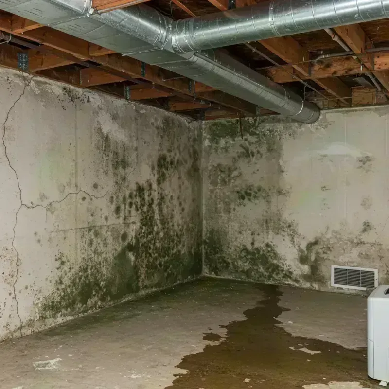 Professional Mold Removal in Sioux Center, IA